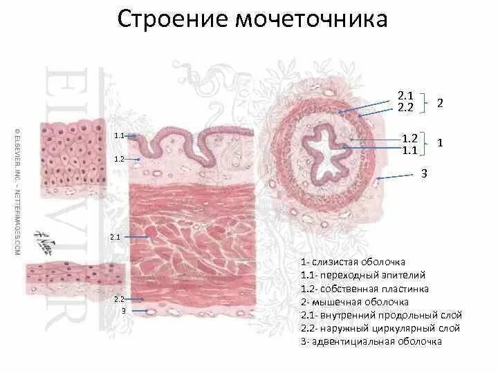 Слои мочеточника. Строение мочеточника гистология. Строение оболочек мочеточников гистология. Мочеточник мышечная оболочка гистология. Эпителий мочевого пузыря гистология.