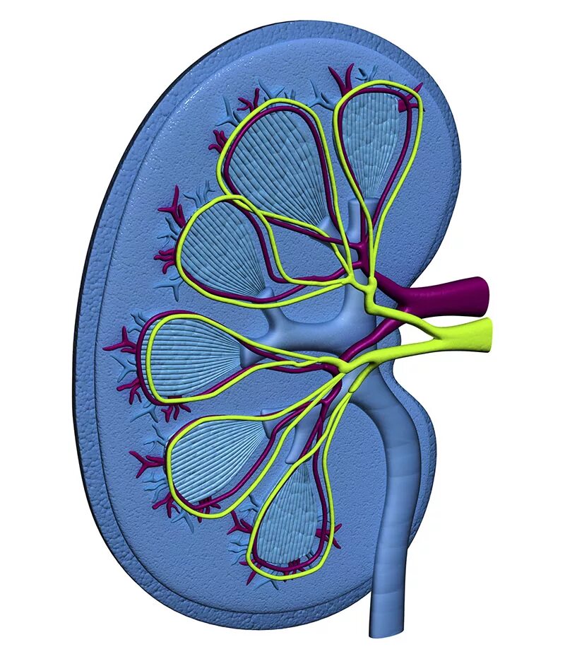 Интерстиций почки. Почки рисунок. Почка картинка для детей.