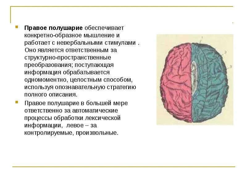 Правом полушарии. Правое полушарие обеспечивает. Конкретно-образное мышление обеспечивает. Первое полушарие мышление. Мышление правого полушария.