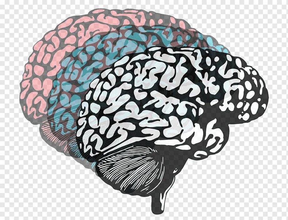 Повторить мозг. Мозг психология. Мозг воображение. Творческий мозг.