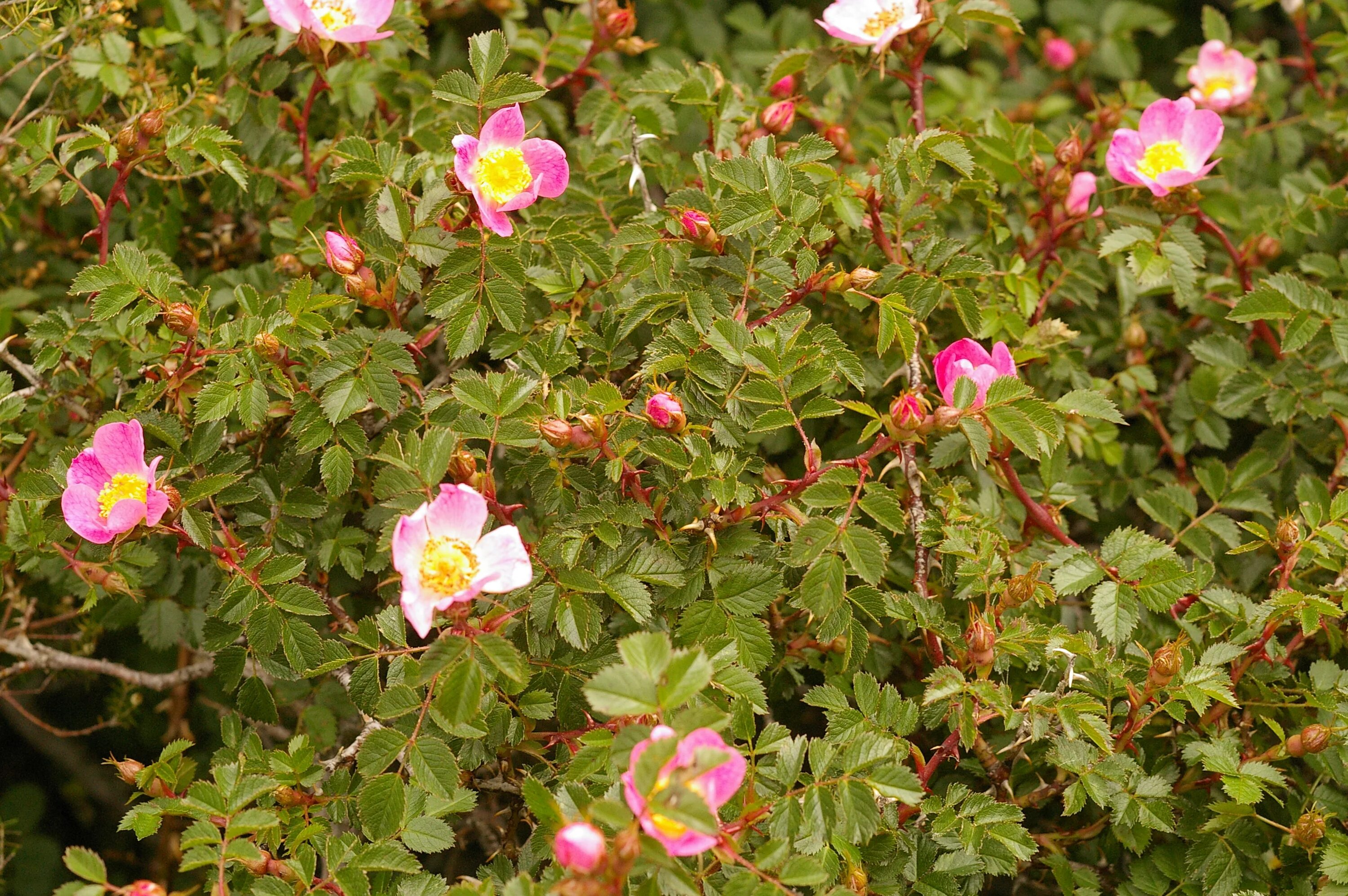 Иглы шиповника. Шиповник собачий (Rosa Canina). Шиповник Каролинский. Шиповник Хьюго. Шиповник корейский.