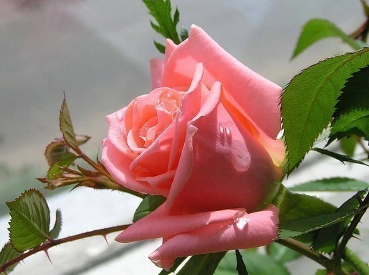 Ты радостью цвети. Красивые цветы. Розы картинки. Нежные розы.