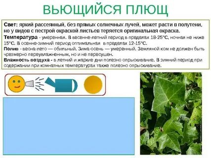 Характеристика плюща