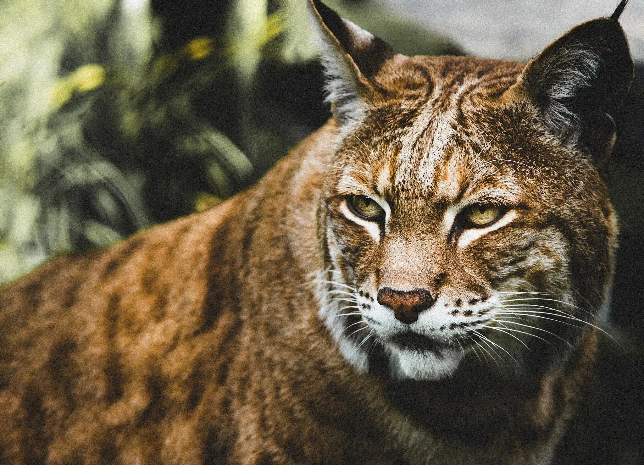 Млекопитающие гепард. Переднеазиатский леопард. Хищники хищных. Взгляд хищника. Дикие кошки.