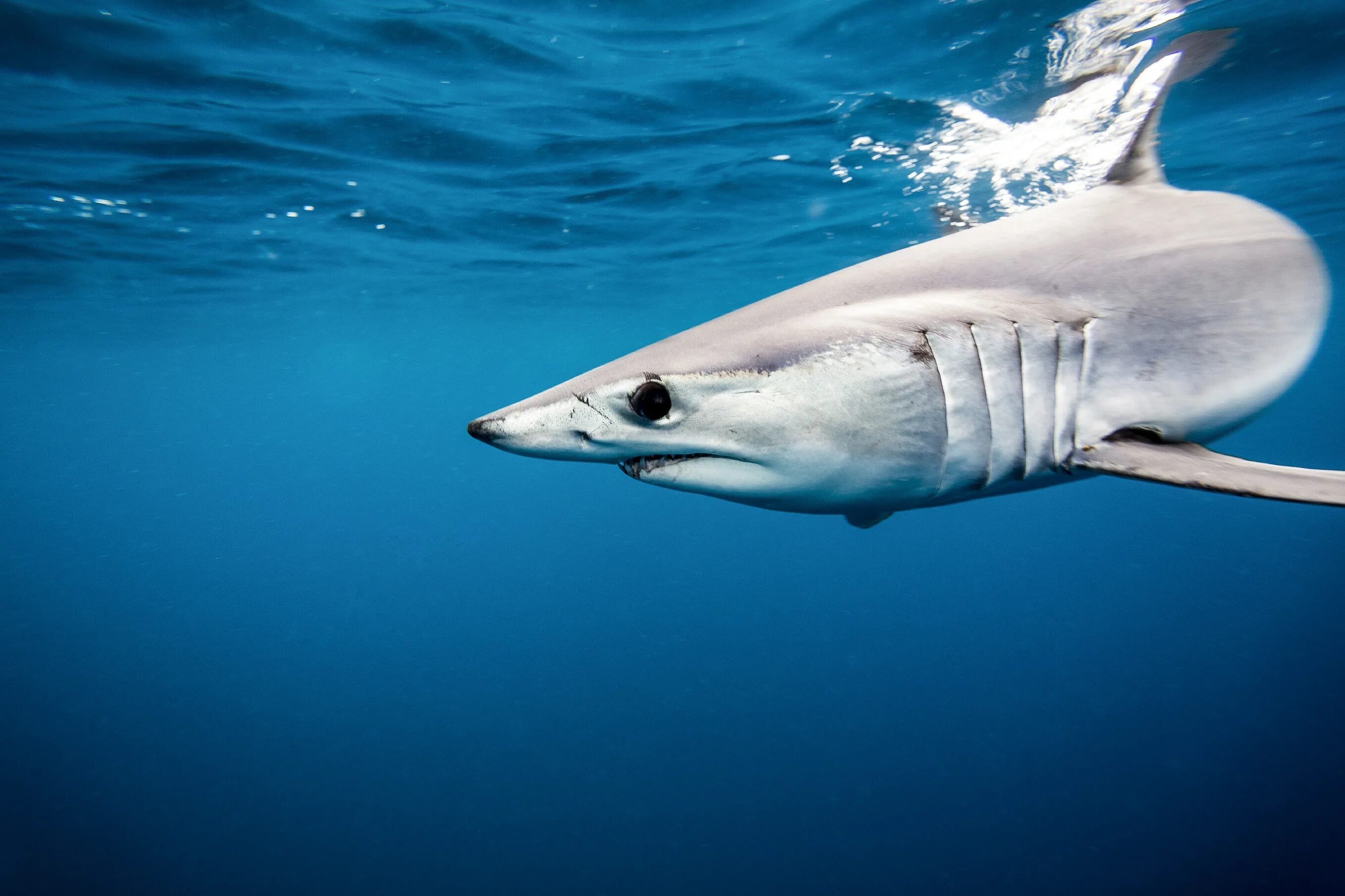 Акула мако опасна ли для человека. Акула мако. Серо голубая акула мако. Белая акула мако. Shortfin Mako Shark.