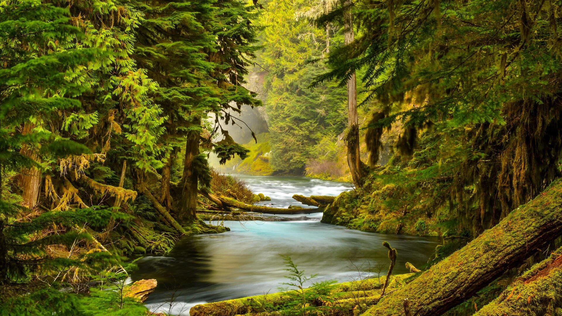 Красивый лес с рекой. Маккензи река горы. Природа. Река в лесу. Лесной пейзаж.