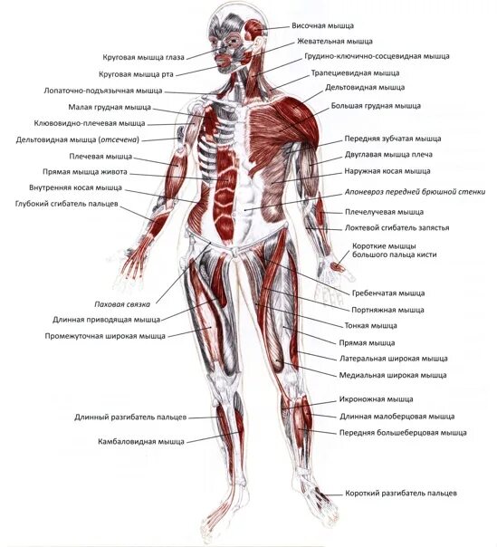 Основные мышцы для развития. Интересные факты о мышцах. Интересные факты о мышцах человека. Главная мышца в организме. Самая важная мышца в теле человека.