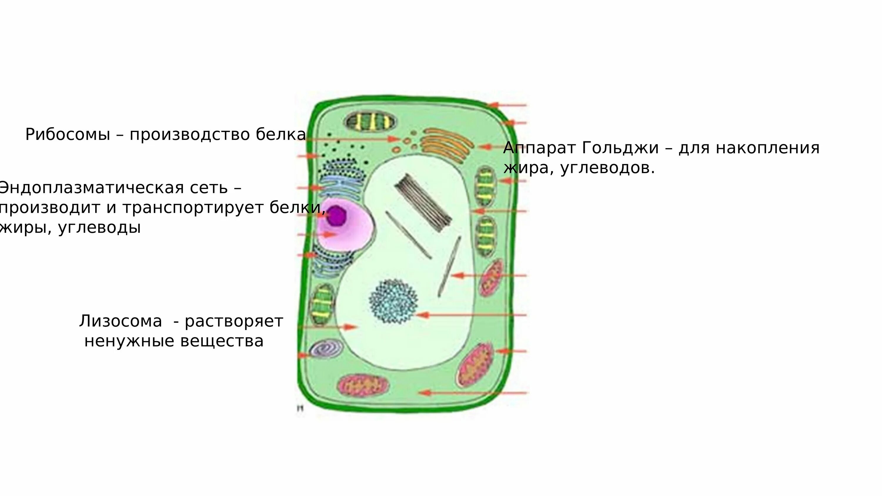 Живая клетка 5 класс биология. Схема клетка Живая система. Схема живой клетки 5 класс биология. Составьте схему клетка Живая система. Схема клетка Живая система 5 класс биология.