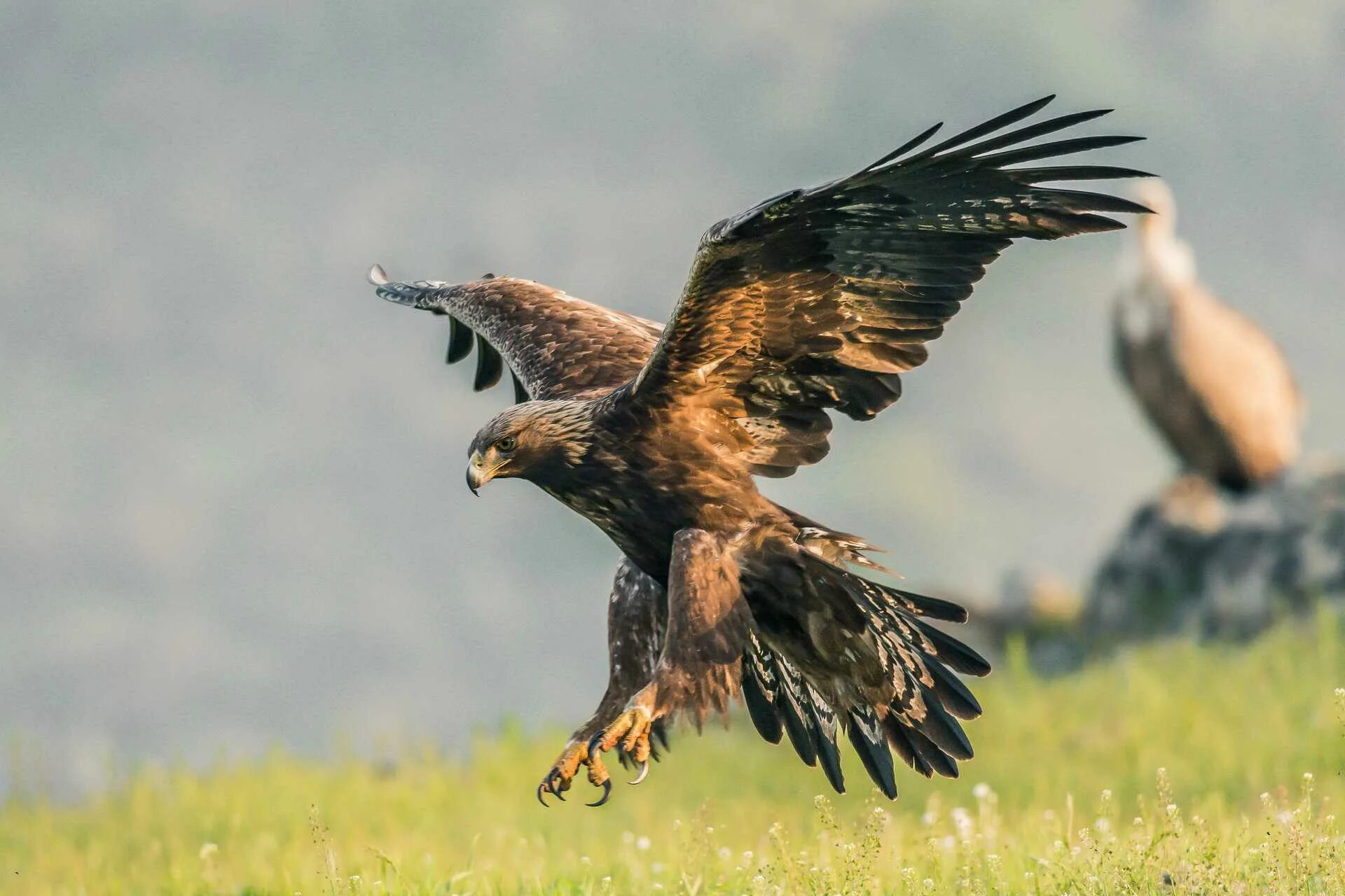 Орел Беркут. Беркут Aquila chrysaetos. Птица Орел Беркут. Хищные птицы орёл Беркут. Птица сильные ноги