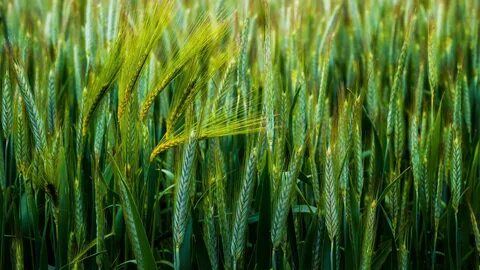 Plant wheat