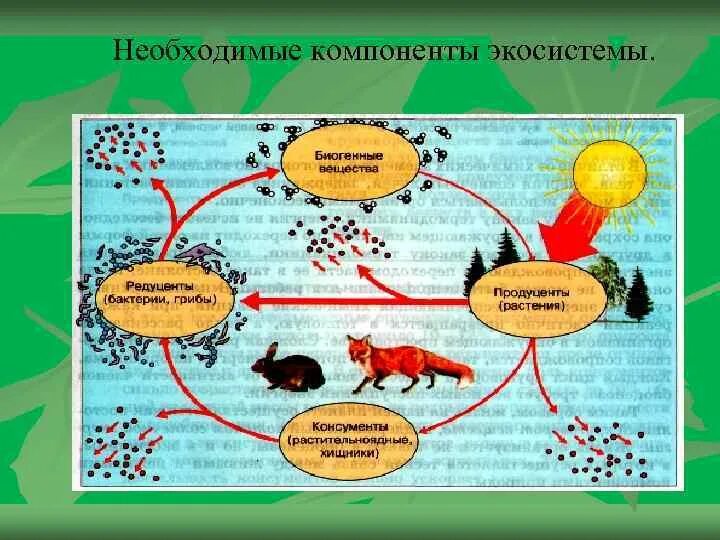 Экосистемы компоненты экосистем презентация. Необходимые компоненты экосистемы. Компоненты экосистемы схема. Живые компоненты экосистемы. Основные структурные компоненты экосистемы схема.