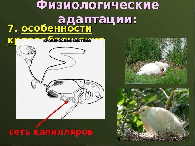 Тип адаптации птиц. Физиологические адаптации. морфологические и физиологические адаптации. физиологически адаптации. физиологические адаптации организмов.