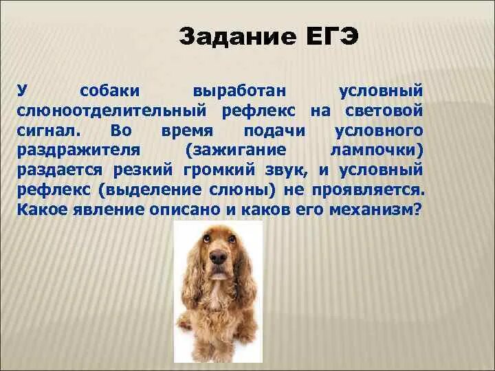 У собаки выработан слюноотделительный рефлекс