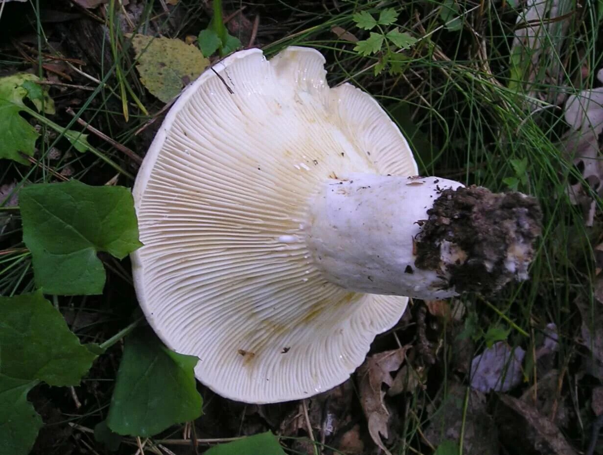 Файл:Lactarius bertillonii  Википедия