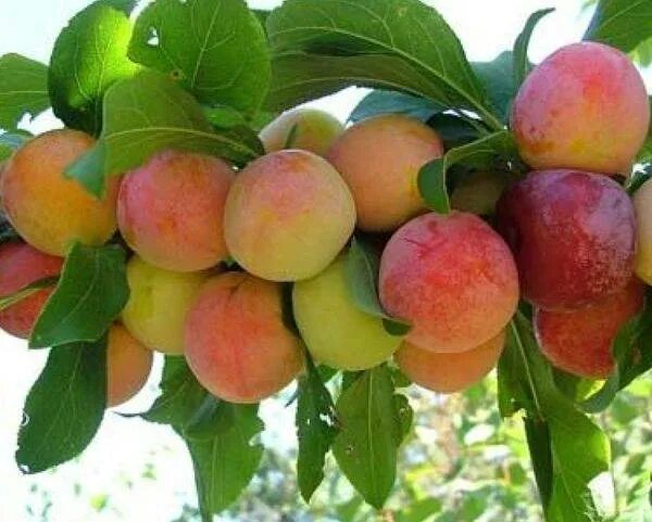 Слива уральские зори. Слива краснолистная лама. Уральские зори слива отзывы. Слива империал колоновидная. Слива алтайская юбилейная.