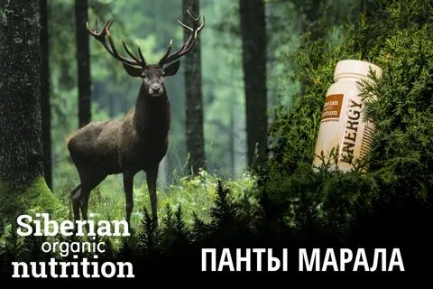 Песни марал марал