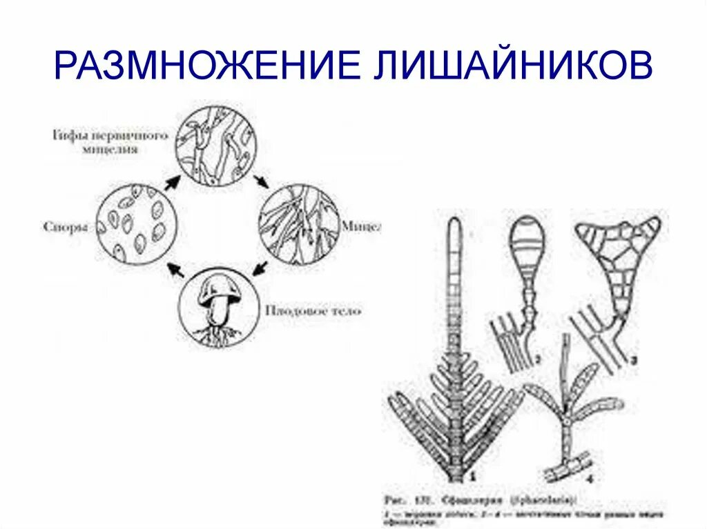 Половое размножение лишайников схема. Лишайник бесполое размножение. Бесполое размножение лишайников. Размножение лишайников схема. Споры лишайника