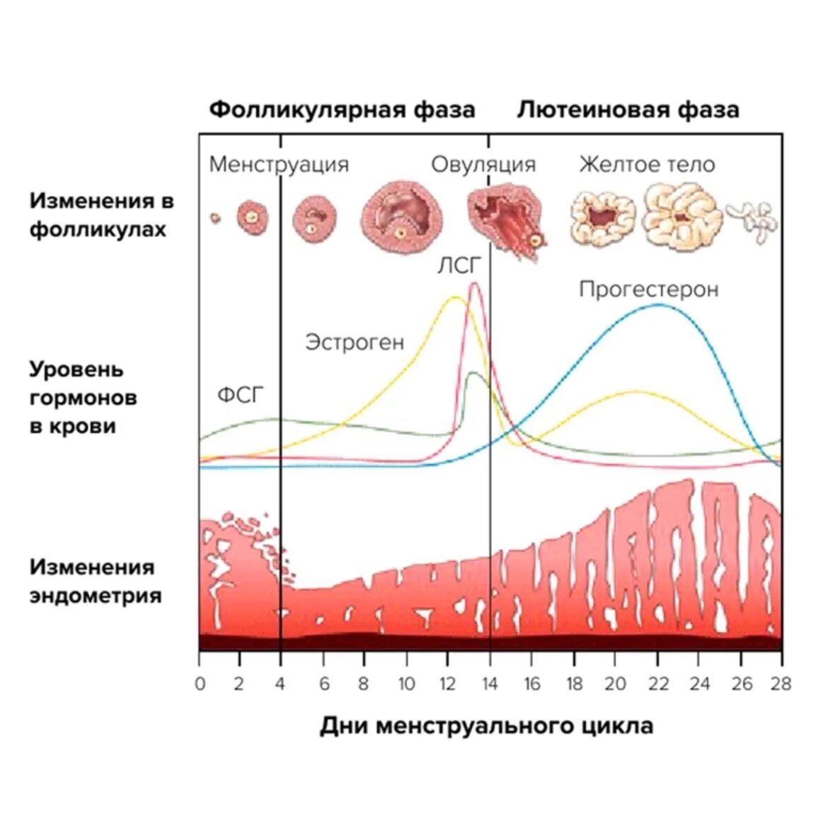 Фазы менструационного цикла фолликулярная лютеиновая. Женские половые гормоны в 1 фазу менструального цикла. Менструальный цикл фолликулярная и лютеиновая фаза. Фолликулярная овуляторная и лютеиновая фаза дни цикла. Фолликул фаза