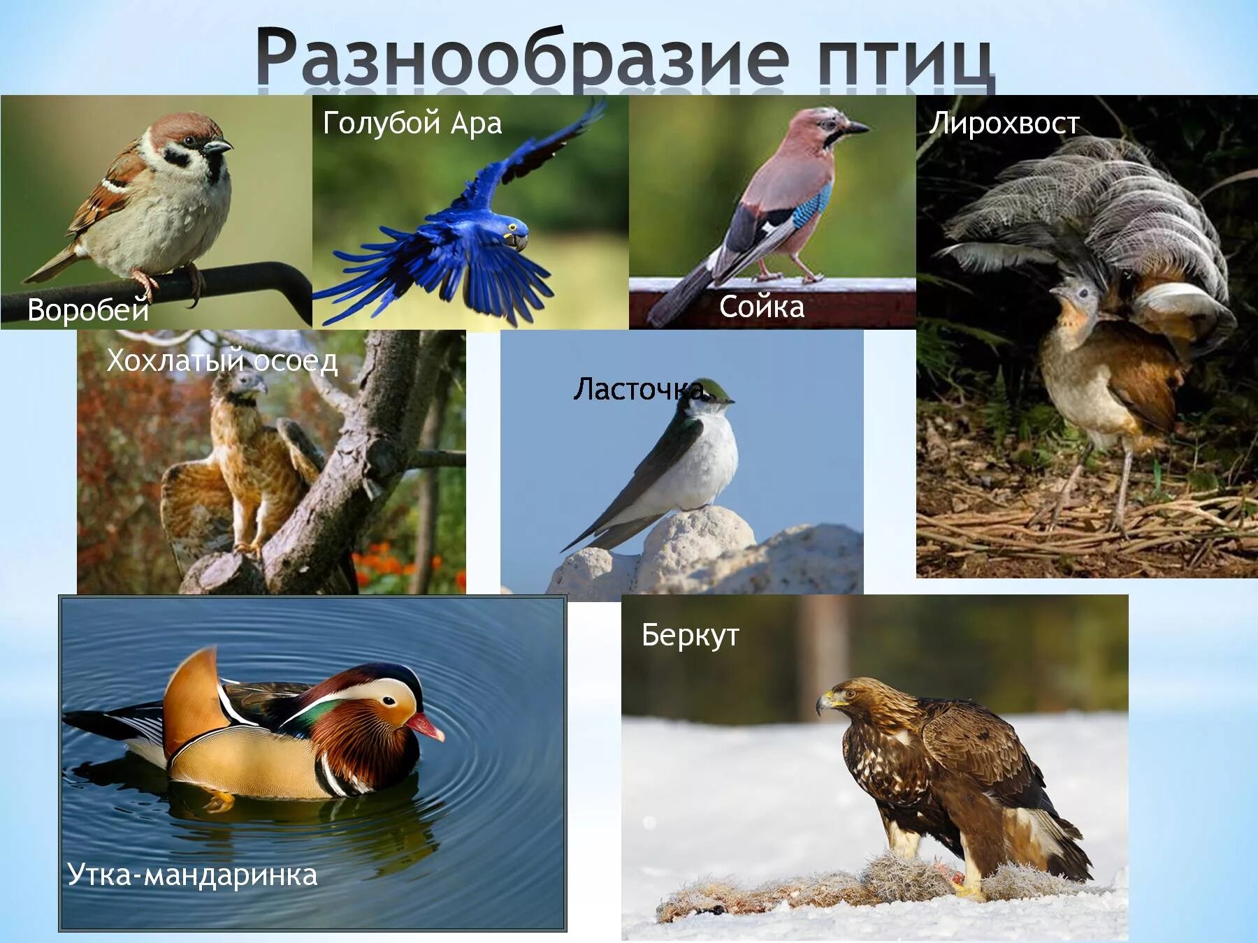 Разнообразие видов птиц. Разнообразие птиц. птицы многообразие птиц. многообразие птиц презентация. тема: разнообразие птиц.