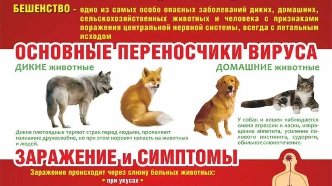 Общие болезни человека и животных. Переносчики бешенства. профилактика по бешенству дикие животные. месячник по профилактике бешенства домашних животных. профилактика бешенства у животных.