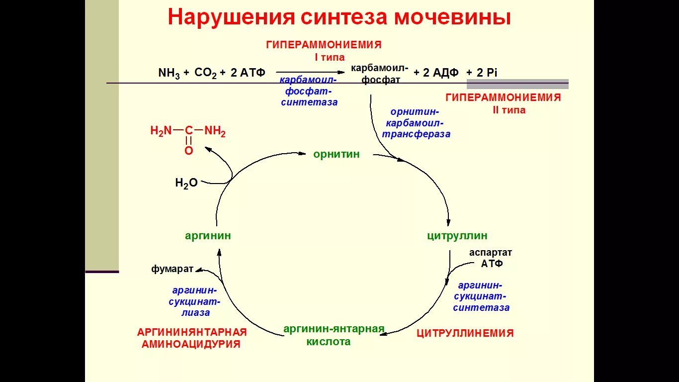 Нарушение атф. Цикл мочевины + цикл трикарбоновых кислот. Орнитиновый цикл синтеза мочевины. Нарушения орнитинового цикла гипераммониемия. Схема синтеза мочевины биохимия.