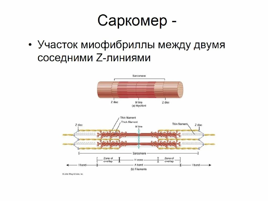 Миофибриллы состоят из. Элементы саркомера миофибриллы. Саркомера мышечного волокна. Строение саркомера мышечного волокна. Саркомер строение физиология.