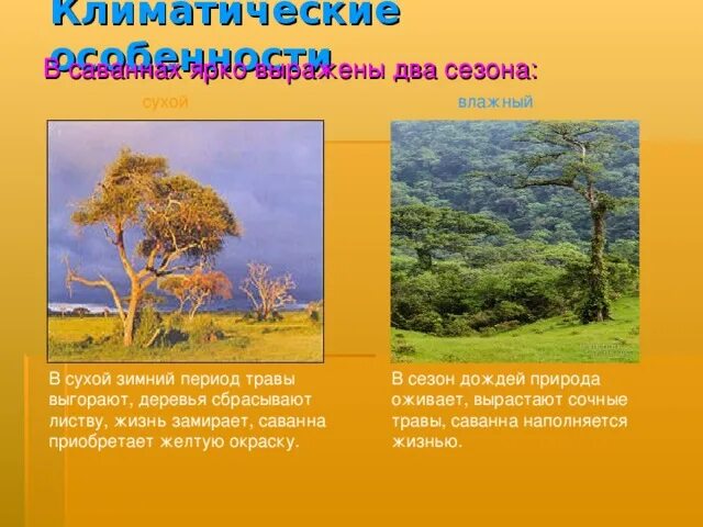 Сухие периоды. Климатические особенности саванны. Какие деревья сбрасывают листву в саванне. Саванна сухой и влажный период.