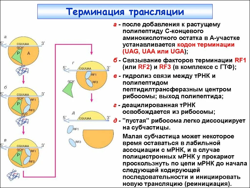 Терминация трансляции этапы. Терминация Биосинтез белка. Биосинтез белка трансляция терминация. Терминация трансляции это в биологии.