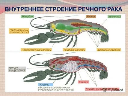 Строение речного рака