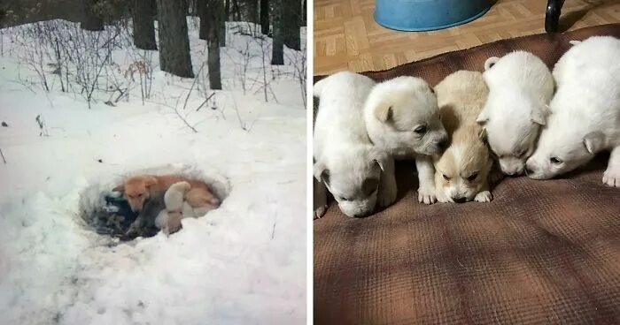 Нашла троих щенков в снегу. Волк щенки 3 недели. Собачонке было три недели