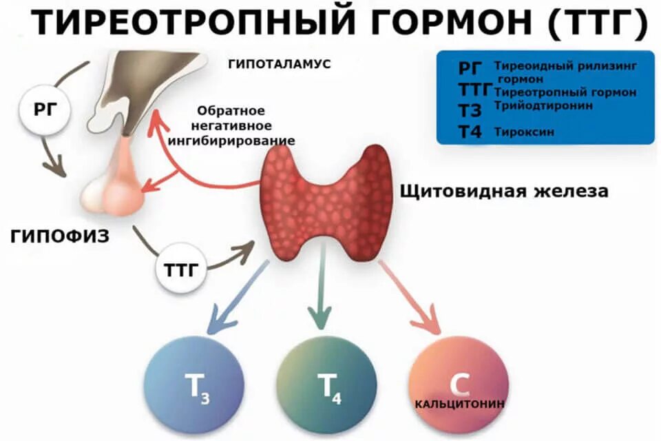 ТТГ гормон 4.60. Гормоны щитовидной железы ТТГ И т4. ТТГ влияет на функцию щитовидной железы по принципу. Тиреотропный гормон вырабатывается гормонов. Тиреотропный гормон 4 4