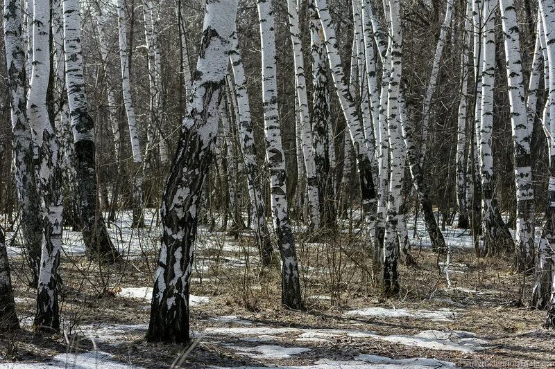 Береза весной. Береза ранней весной.