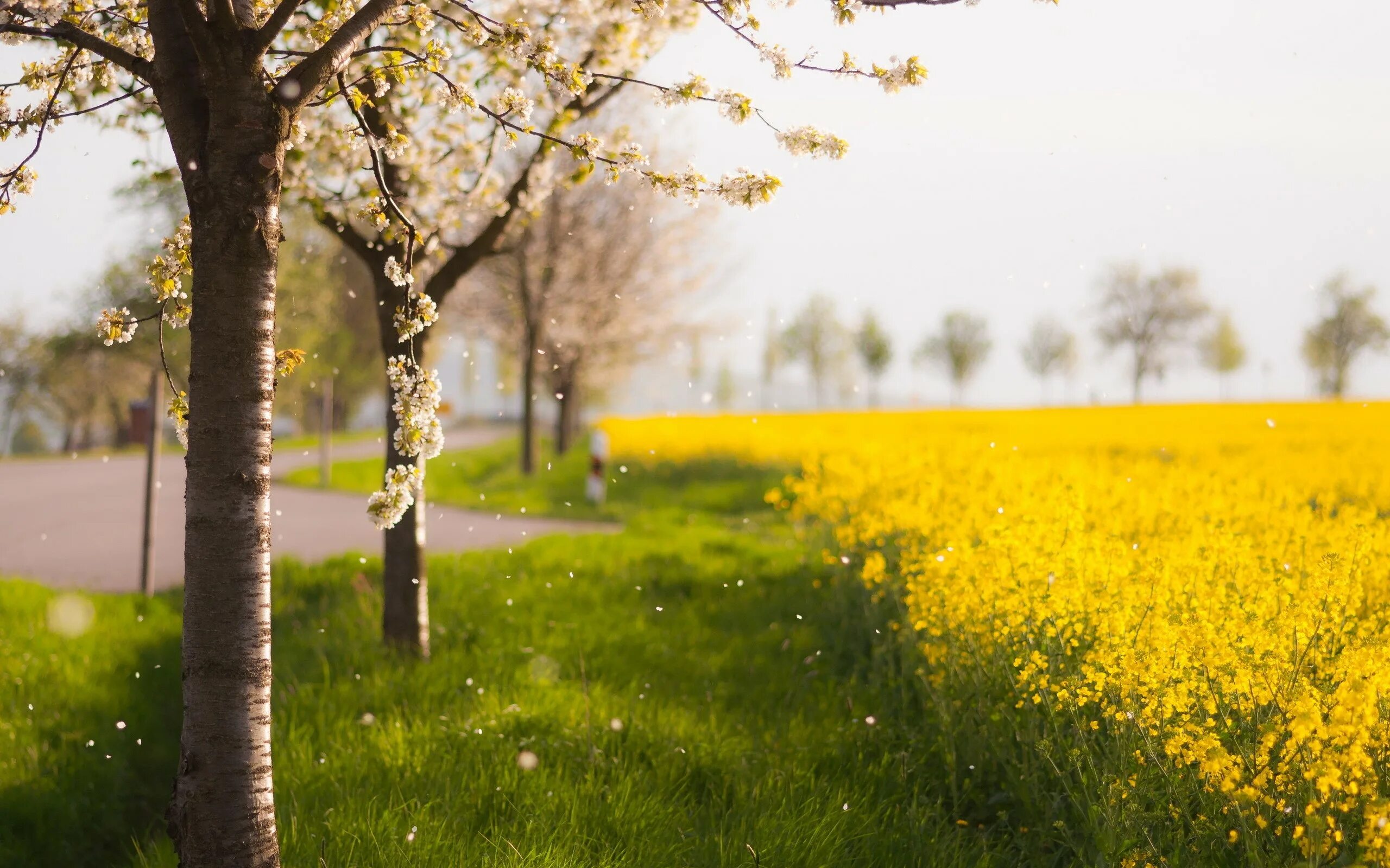 Was the best in spring. Весенняя природа. Весна солнце. Фон Весна. Весенний пейзаж.