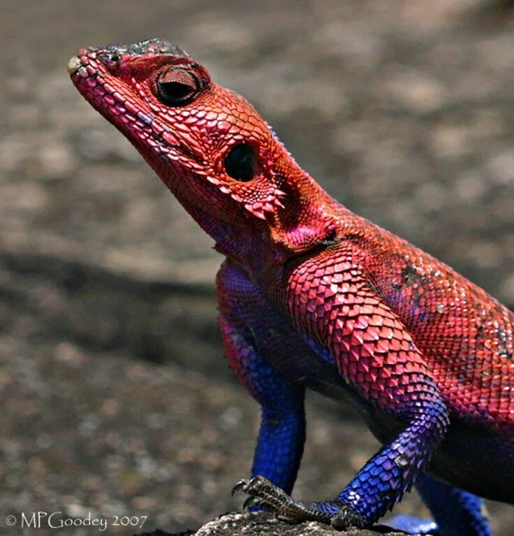 Красная рептилия. Агама Мванза. Голубая агама ящерица. Красная агама ящерица. Ящерица человек паук агама.
