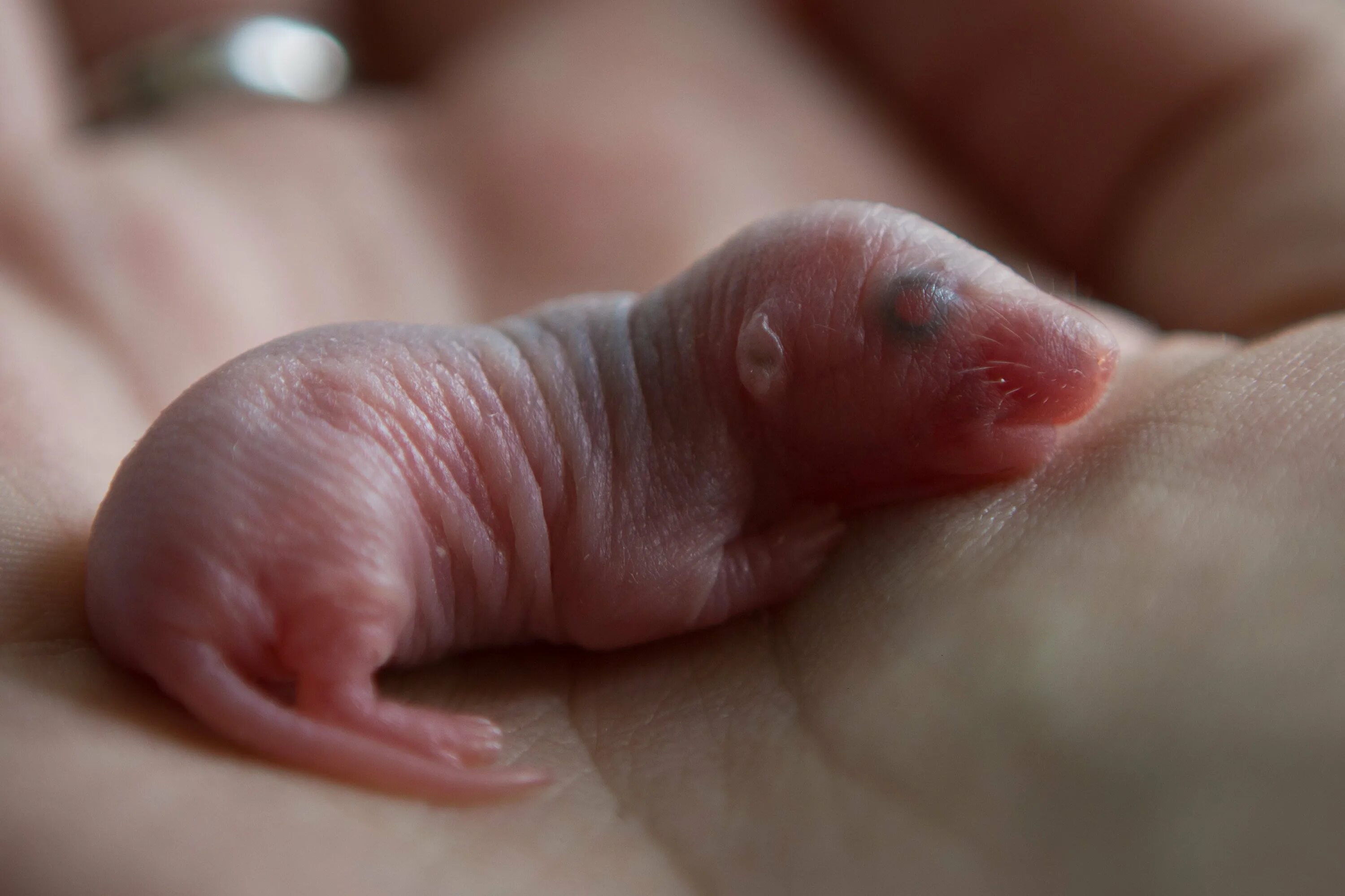 Новорожденные детеныши мыши. Новорождённые Детёныши крыс. Новорожденный рысенок. Новорожденный крысеныш.
