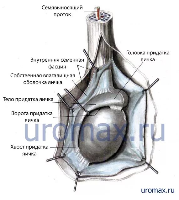 Строение оболочек яичка. Анатомия яичка и семенного канатика. Семенной канатик строение оболочки. Яичко мужское анатомия семенной канатик.