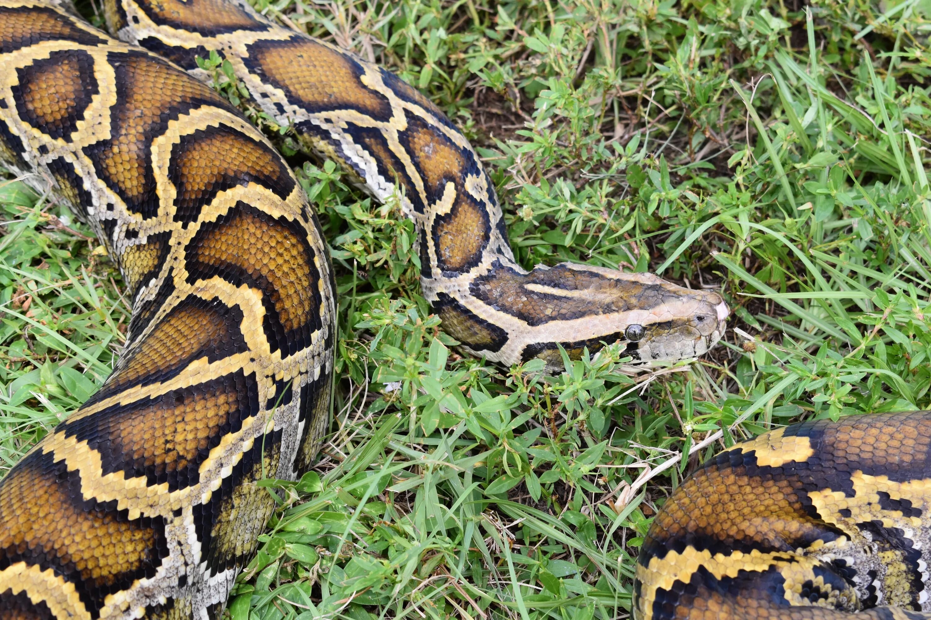 Large python