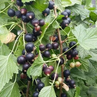 Куст смородина крыжовник