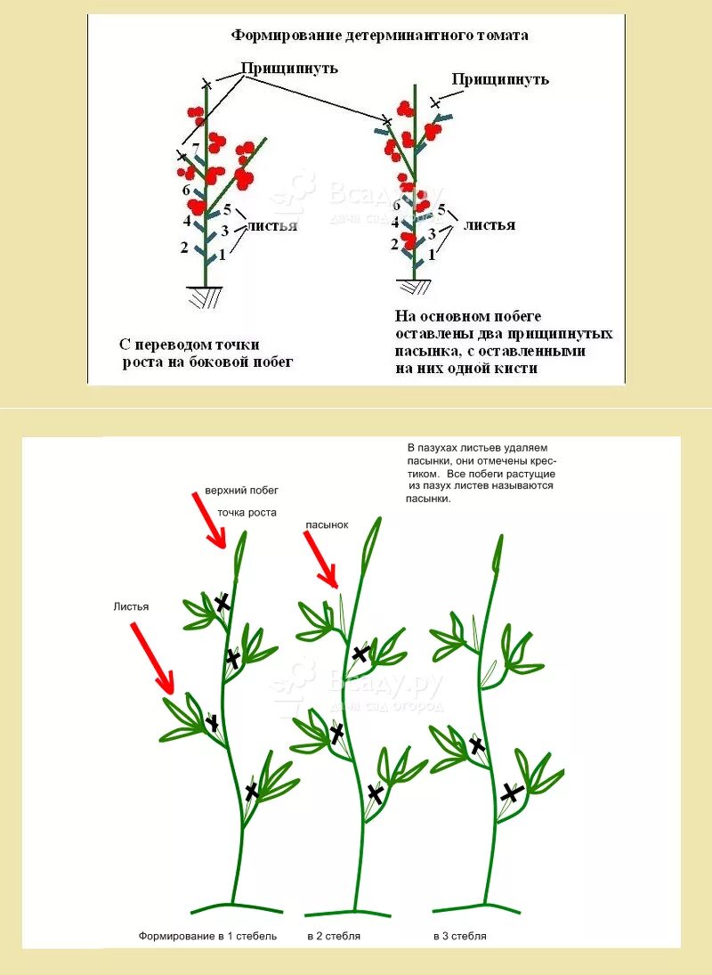 Схема пасынкования томатов. Пасынкование детерминантных томатов. Правильное пасынкование томатов в открытом грунте. Схема пасынкования томатов в теплице.