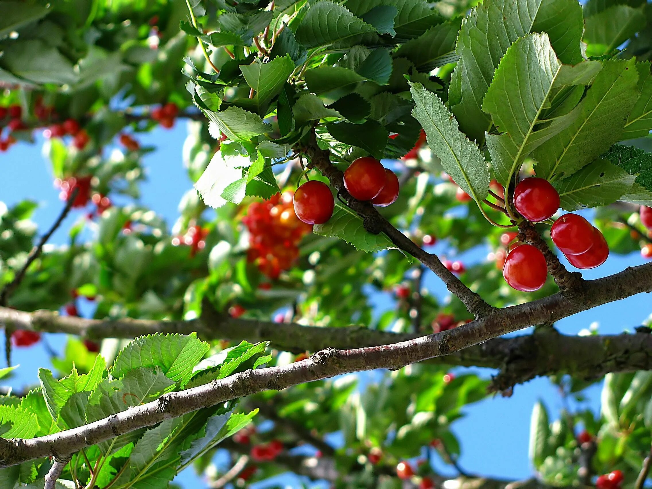 Вишня плодовое дерево. Черешня Дикая вишня. Цветущая черешня дерево. Косточковые плодовые деревья.