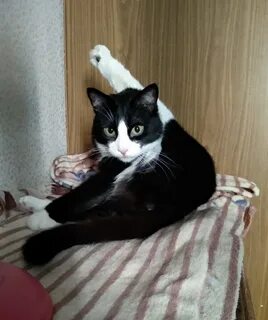 Оба коты