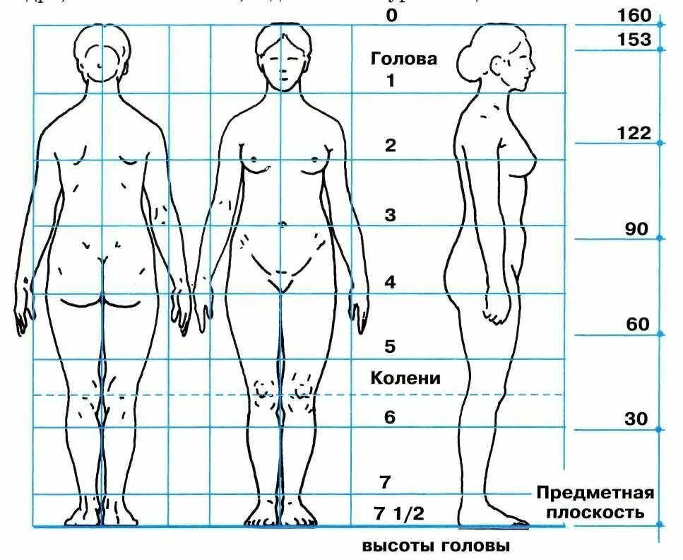 Пропорции человека в полный рост в головах. Женская фигура рисунок пропорции. Пропорции человека для рисования. Пропорции человека женщины. Размеры идеальной фигуры
