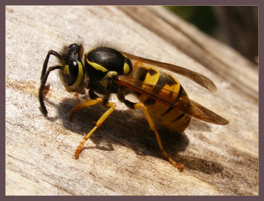 Пчела предупреждающая окраска. Оса Шершень Шершень пчела. Насекомые осы пчелы шмели Шершни. Жалящие насекомые пчела Шершень Шмель Оса. Шмель Оса Шершень.
