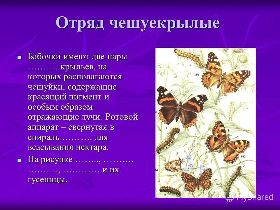 Бабочки относятся к группе. Отряд чешуекрылые бабочки. Отряд чешуекрылые или бабочки представители. Отряд чешуекрылые или бабочки кратко. Общую характеристику отряда чешуекрылые(бабочки).