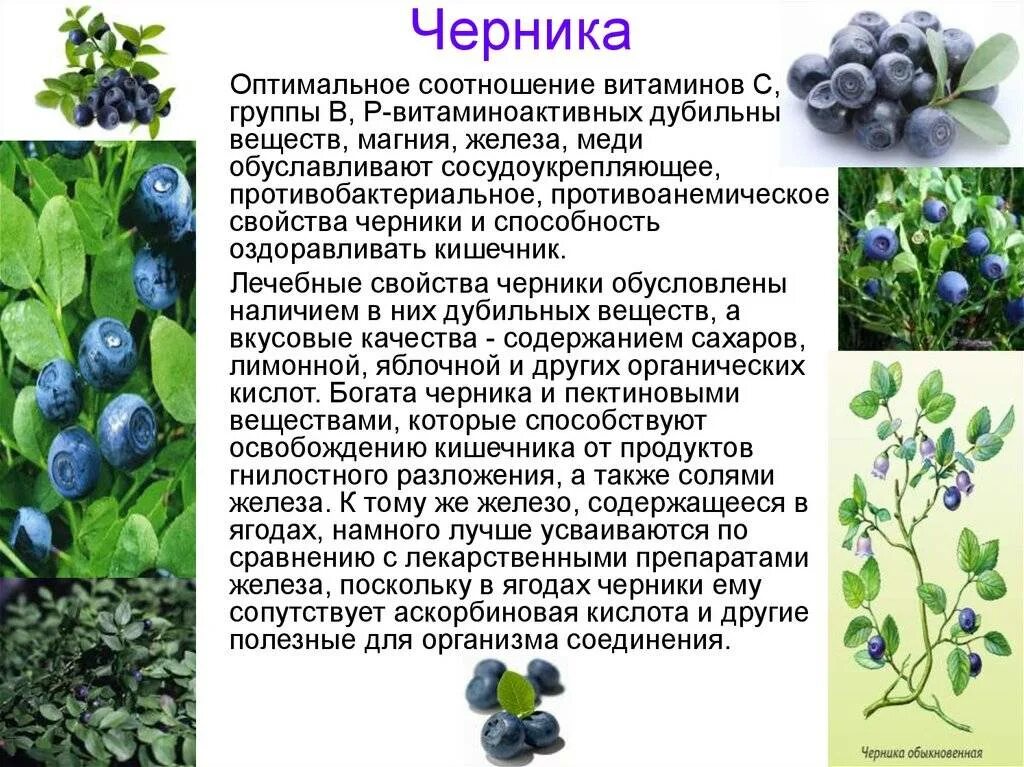 Лекарственные растения ягоды. Черника. Голубика лекарственное растение. Черника описание.