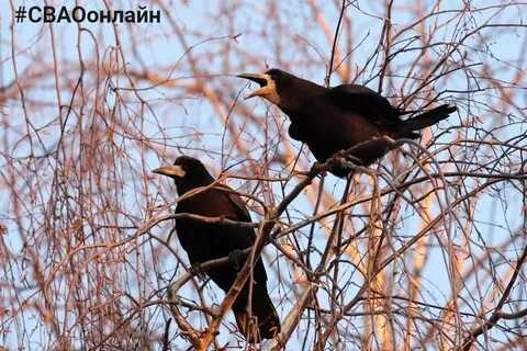 Неприкосновенные птицы лебедь и грачи