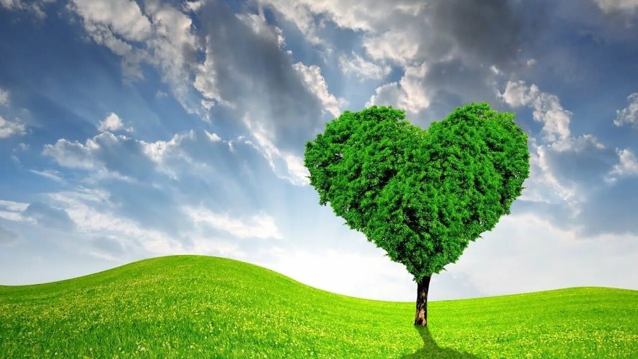 The heart of the tree