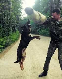 Борсук гомель