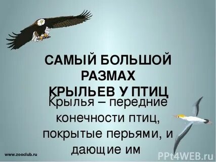 У какой птицы наибольший размах крыльев