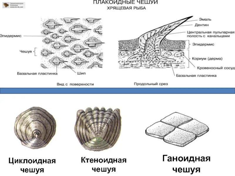 С помощью лупы рассмотрите строение отдельной чешуйки